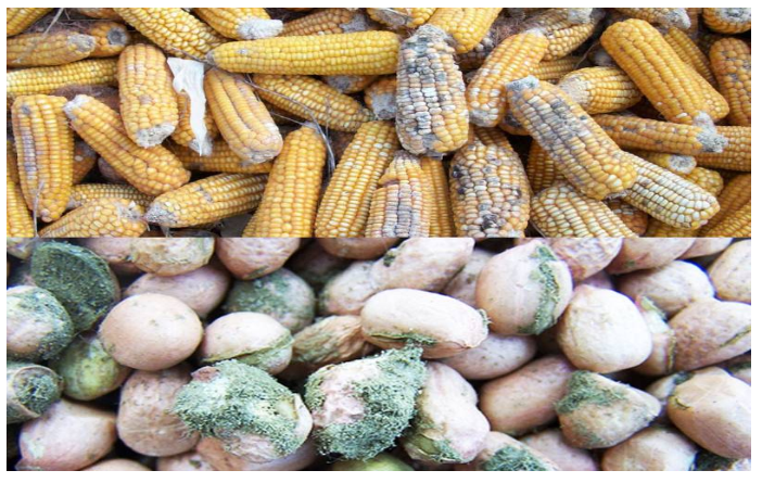 Do bëhej bukë për shqiptarët! Bllokohet 51 ton misër nga Serbia me toksina helmuese