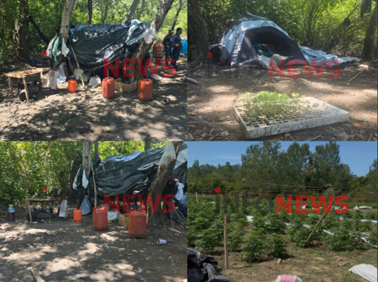 EKSKLUZIVE/ Trafikantët e bënin gjumin e qetë…në parcelat e Kanabisit në Velipojë