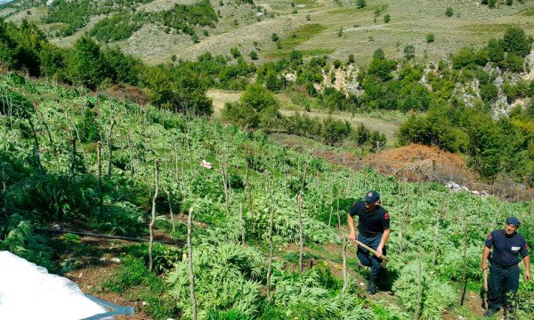 hakmarrje fushë arrëz Çifti në Fushë Arrëz përjeton…