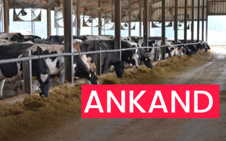 "Janë të shëndetshëm..."/ Ankandi i radhës, shiten viçat e sekuestruar